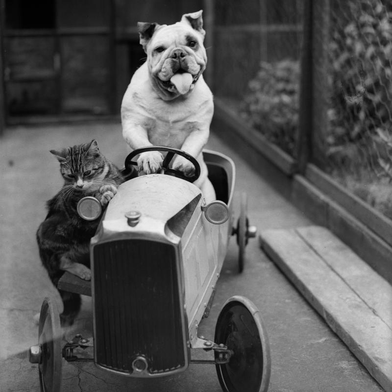 A dog driving a little car with a cat nervously riding along on the side